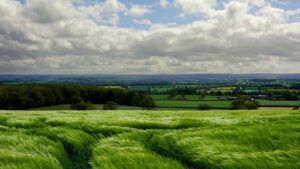 Wind rushes through a field of grass.