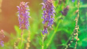 A close up of purple flowers in a meadow