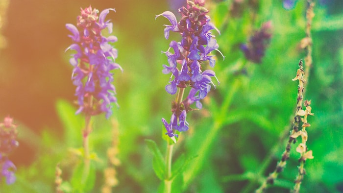 A close up of purple flowers in a meadow