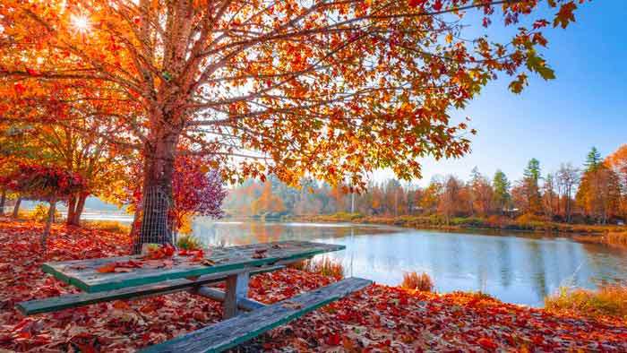 A picnic table next to a lake is covered in red fall leaves.